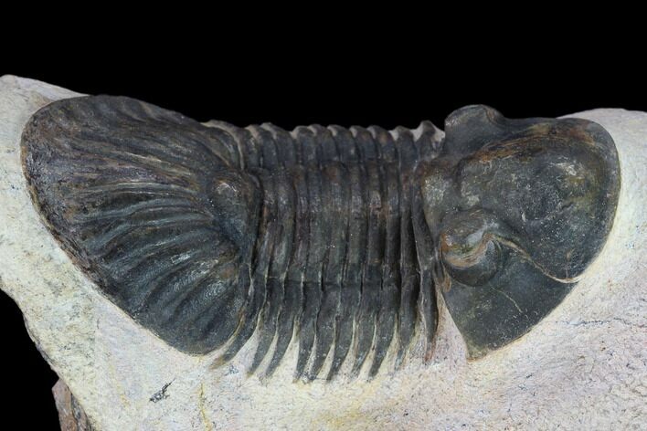Trilobite (Paralejurus spatuliformis?) Fossil - Morocco #134381